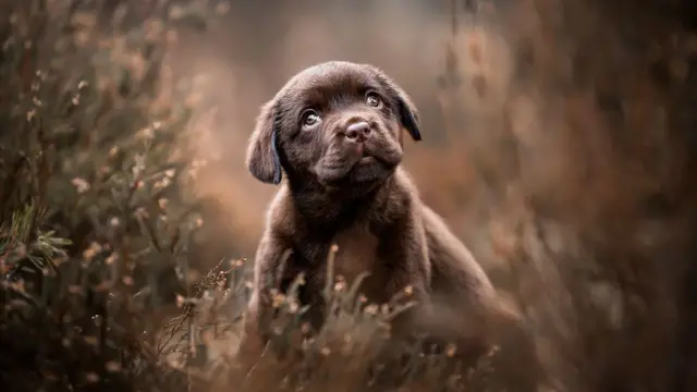 LOTTE VAN ALDEREN/Kennel Club