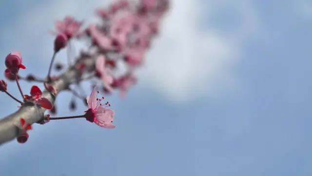 سری نگر میں موسمِ بہار