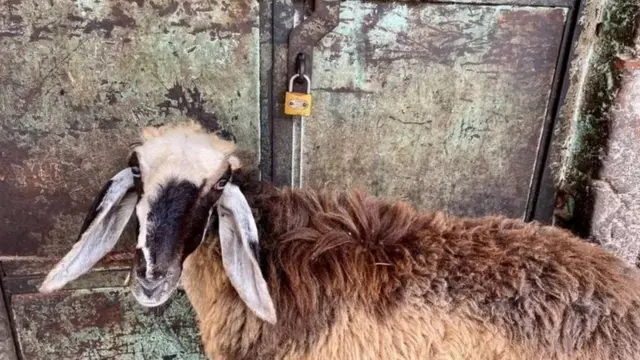 பூட்டப்பட்ட வீடுகளும் சாலையோர ஆடுகளும் மட்டுமே பெரும்பாலும் காணப்படுகின்றன.