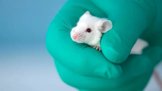 रिसर्च, चूहा