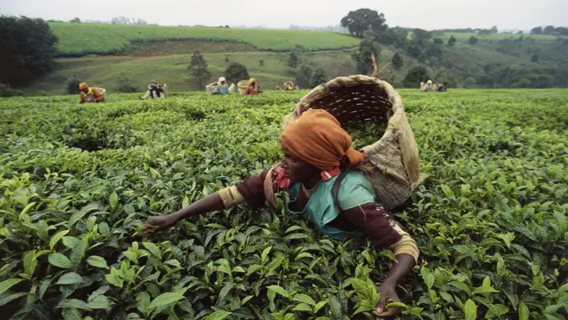 Kenya hutegemea sana kilimo hasa cha Chai