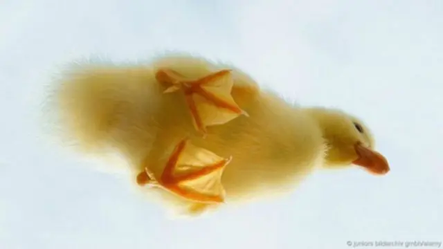 A tsuntsaye takashi da farji a hade suke