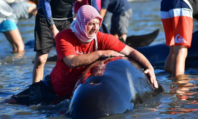 நியூசிலாந்து கடற்கரையில் செத்து மடிந்த நூற்றுக்கணக்கான திமிங்கலங்கள் (புகைப்படத் தொகுப்பு)