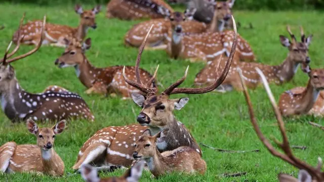 ‘யானை, சிறுத்தை, மற்றும் சில பறவைகள்’ - மசனக்குடி காடும், நீதிமன்ற தீர்ப்பும்