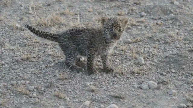 Truly unique' mother lioness nurses leopard cub in Tanzania