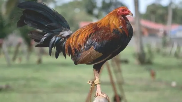 مرغا