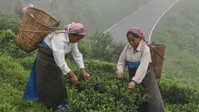 దార్జిలింగ్ తేయాకుకు అంతర్జాతీయంగా డిమాండ్ ఉంది