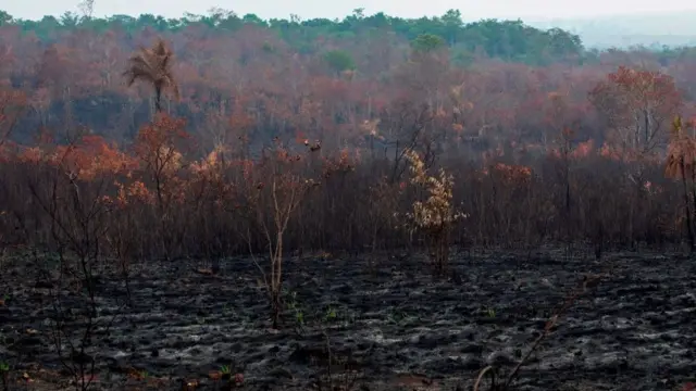 Incendios en la Amazonía