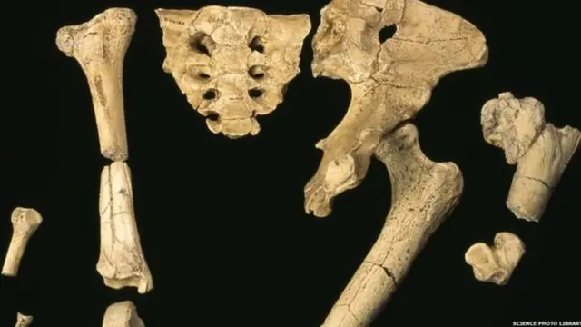 กระดูกของ "ลูซี่