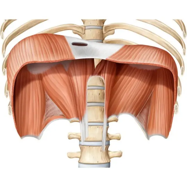 డయాఫ్రమ్