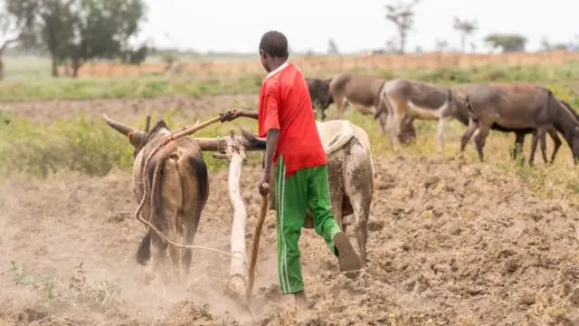 Dargaggeessa qootiyyoo camadee qotaa jiru