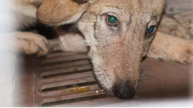 مادہ بھیڑیے