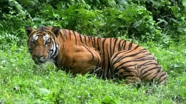 সারা বিশ্বে বর্তমানে যতো বাঘ আছে তার ৭০ শতাংশই আছে ভারতে।
