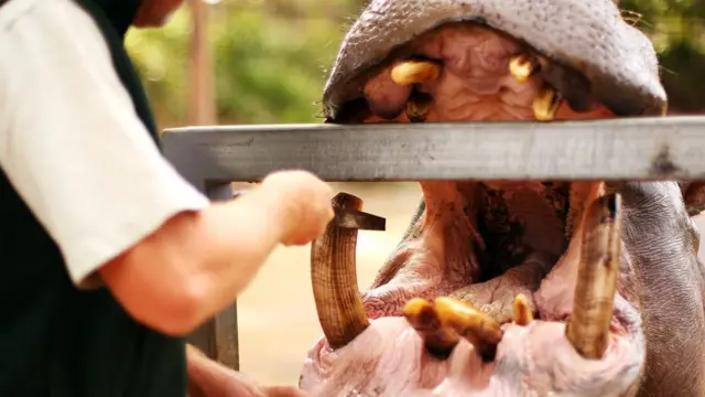 जलगैँडाको दाँत सफा गरिँदै