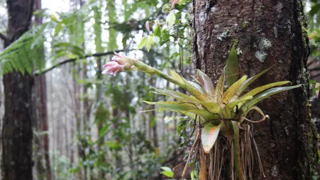 Foto de un lector de BBC Mundo por el tema "bosques"