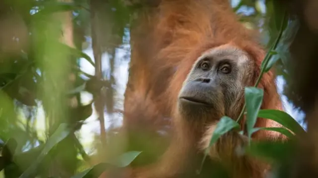 Orangutan Tapanuli
