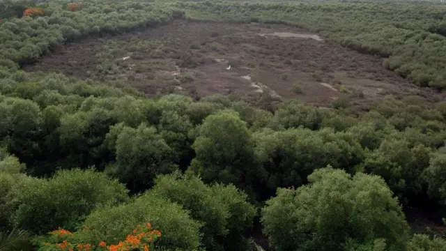 मॅनग्रोव्हज्