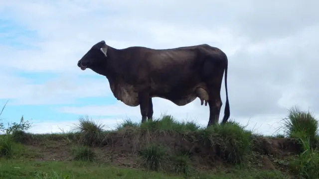 Vaca