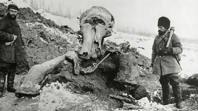 Скелет мамонта