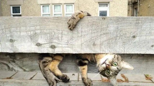 Tahta bir kütüğün arkasına saklanmış kedi.