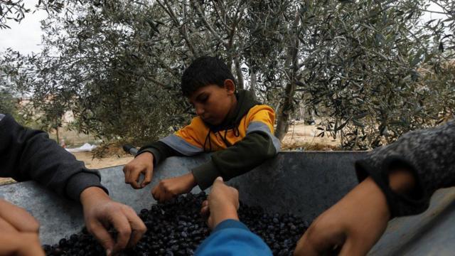 Um palestino e seus filhos separam azeitonas recém-colhidasbaixar betano pcuma fazenda durante um cessar-fogobaixar betano pcKhan Younis, no sul da Faixabaixar betano pcGaza.