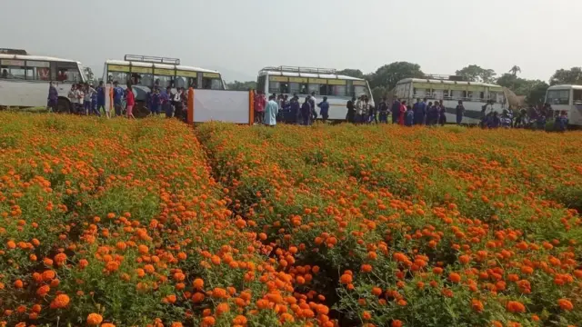 चितवनस्थित एउटा पुष्प फार्म