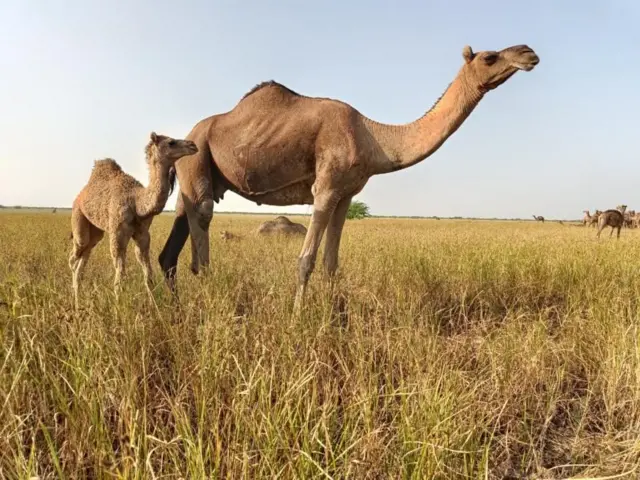 ఒంటె పాలు, ఆహారం, ఆరోగ్యం, ఆరోగ్య ప్రయోజనాలు