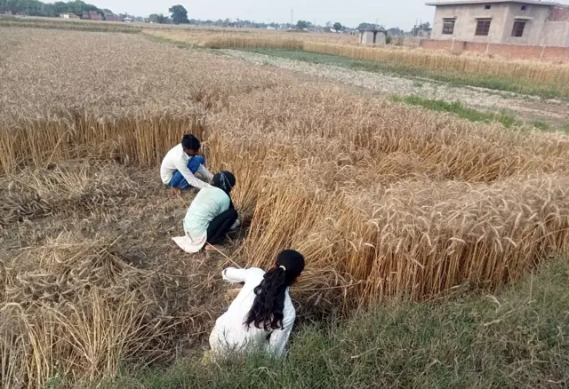 wheat Gujarat