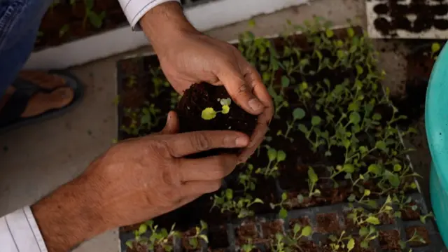 ہائیڈرو پونک