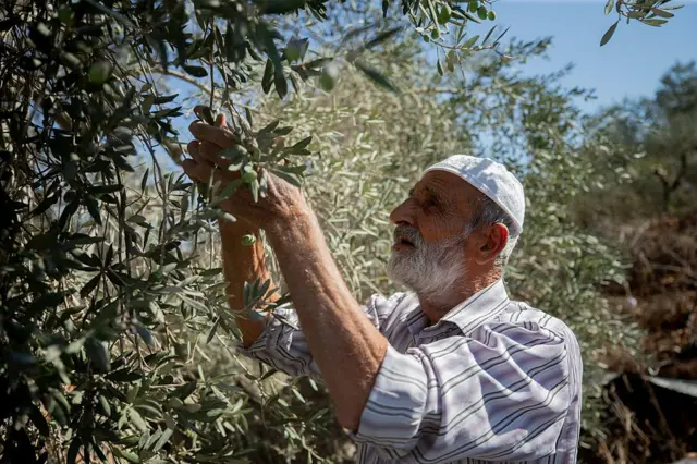 Un palestino con barba blanca recoge aceitunas de un olivo en Cisjordania