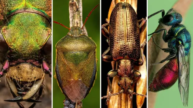 او معمولا این حشرات را در حیاط خانه خود پیدا می‌کند