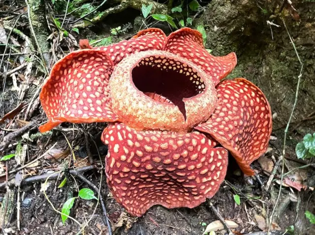 Rafflesia arnoldii