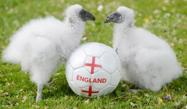 ลูกแร้งตุรกีฝาแฝดในอังกฤษ พวกมันออกจากไข่ช่วงช่วงฟุตบอลโลกพอดี