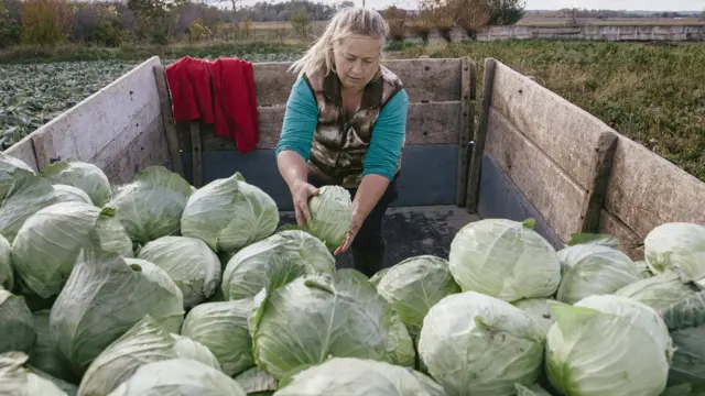 Što je više kupusa, biće i više ukusnih sarmi i podvarka