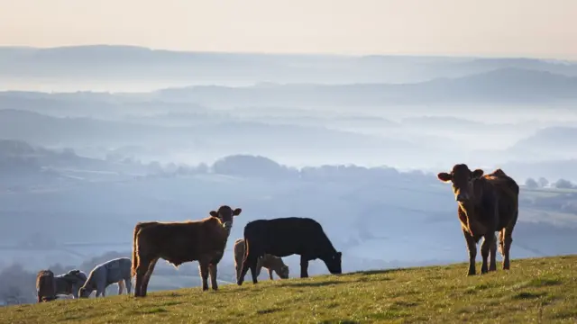 Коровы на пастбище