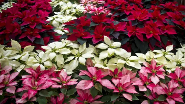 Poinsettias de diferentes variedades
