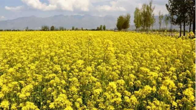 मोहरीची पिवळी फुलं