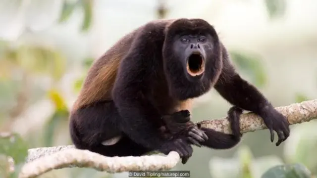 Monyet mengaum bermantel (Alouatta palliata).