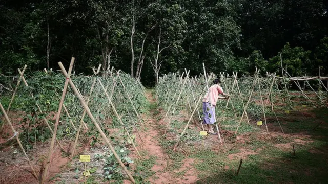 ผักสวนครัว