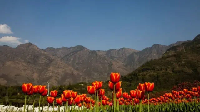 காஷ்மீர் பூ