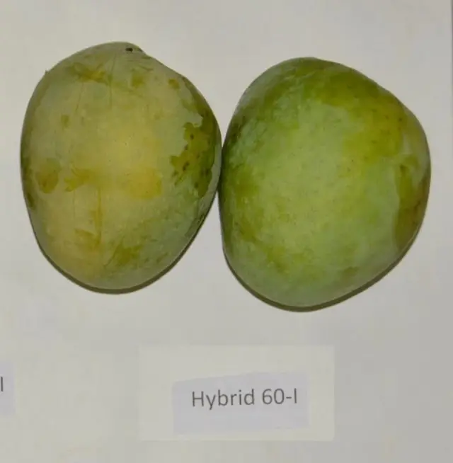हाइब्रिड 60-1