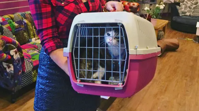 Кот в переносной клетке