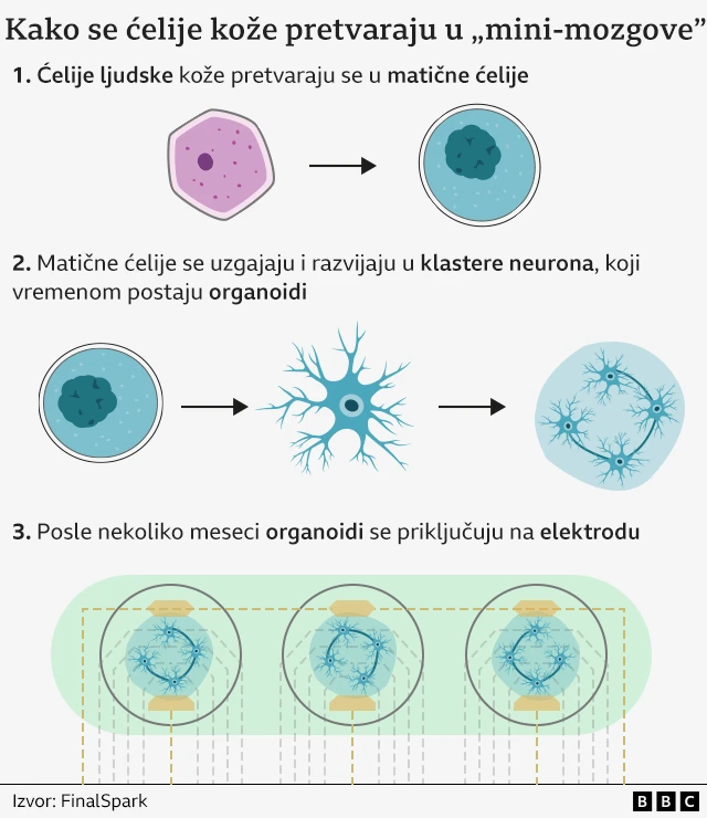 Графика која објашњава како се ц́елије коже претварају у „мини мозгове“, илуструјуц́и процес у три корака: 1) ц́елије људске коже се претварају у матичне ц́елије; 2) матичне ц́елије се култивишу у неуронске кластере који формирају органоиде и 3) органоиди се повезују са електродама после неколико месеци. Извор: ФиналСпарк
