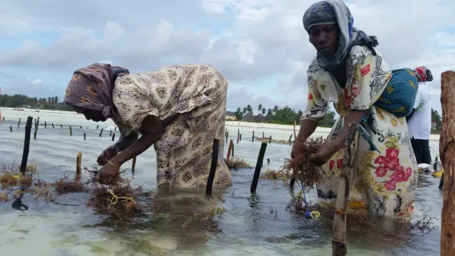 Mabadiliko ya tabia nchi yanaathiri ukuaji wa mwani kisiwani zanzibar