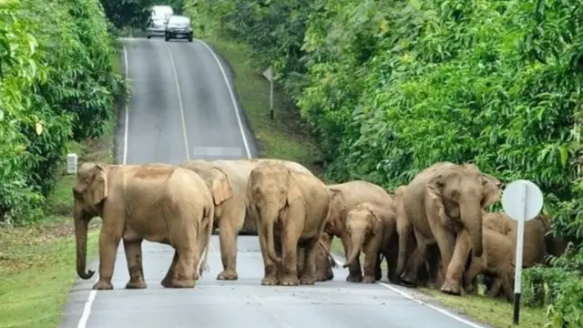 थायलंड, हत्ती दुर्घटना