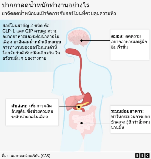ยาฉีดลดน้ำหนักมุ่งเป้าจัดการกับฮอร์โมนที่ควบคุมความหิว และช่วยให้คุณรู้สึกอิ่มเร็วขึ้น