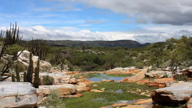 Vista da caatinga, com cactos, pedras e vegetação