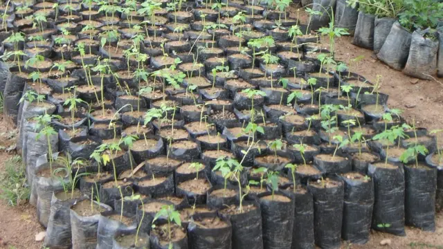 Qeyb ka mid ah dhirta la doonayo in lagu tallaalo guud ahaan Somaliland