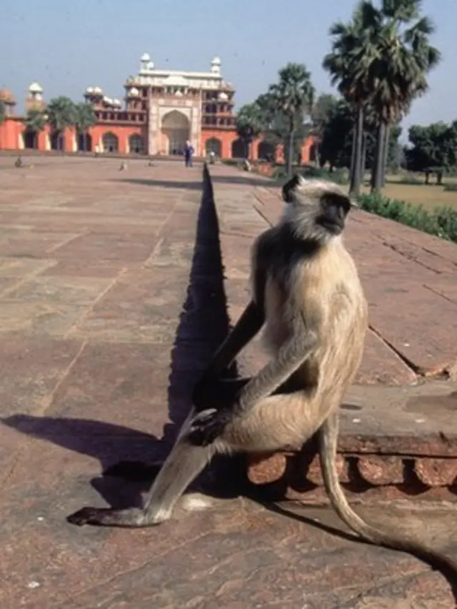 রাষ্ট্রপতি প্রণব মুখার্জীর ওপরে বানর বাহিনীর সম্ভাব্য হামলা আটকাতে নিয়োগ করা হয়েছিল প্রশিক্ষিত হনুমান বাহিনী।