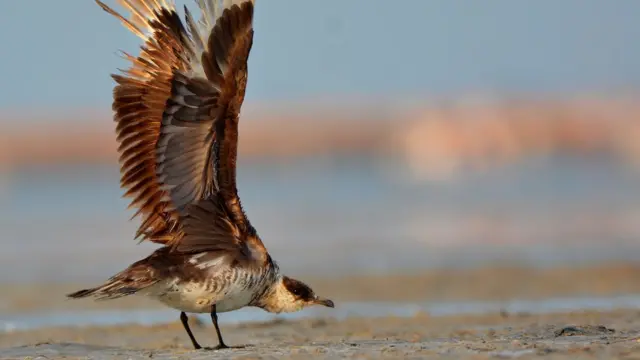 துருவப் பகுதியில் மட்டுமே காணப்படும் அரியவகைப் பறவை தமிழ்நாட்டுக்கு வந்தது எப்படி?